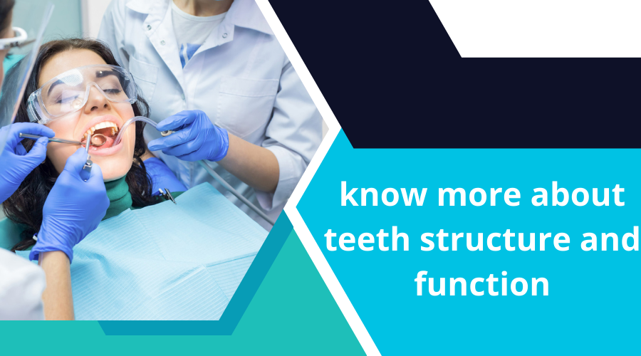 know more about teeth structure and function